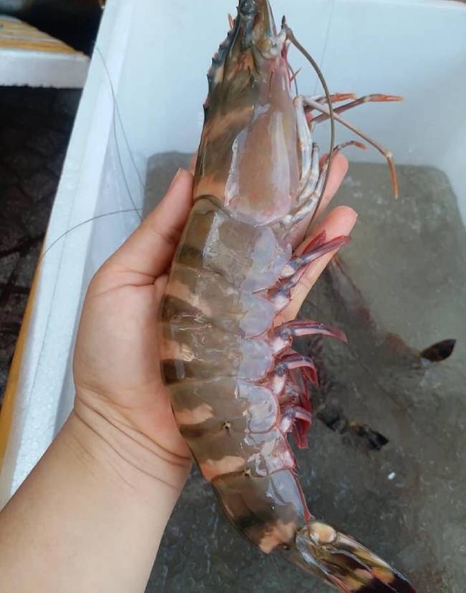 Tôm sú khổng lồ, tôm cụ giá rẻ chưa từng thấy - 3 Tôm sú khổng lồ, tôm cụ giá rẻ chưa từng thấy - 3