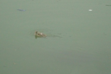 Cụ Rùa nổi lên đúng thời khắc khai mạc