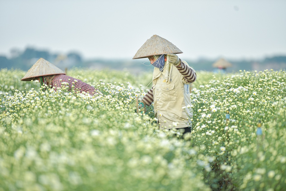 Người Nhật Tân thu bạc triệu mỗi ngày từ cúc họa mi vào mùa - 2 Người Nhật Tân thu bạc triệu mỗi ngày từ cúc họa mi vào mùa - 2