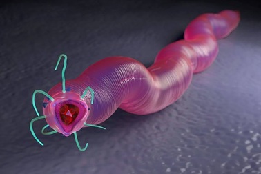 Giun tròn 41.000 năm tuổi ở Bắc Cực có ý nghĩa rất lớn đối với du hành vũ trụ