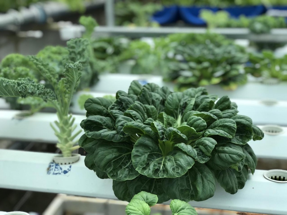 Khu vườn kết hợp nuôi cá giữa Sài thành của người đàn ông đam mê trồng cây - 7