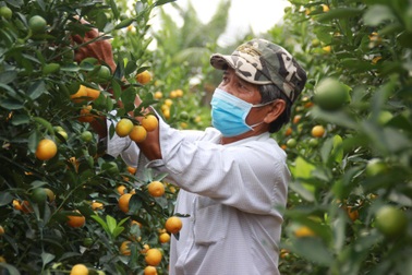 Quất cảnh vụ Tết "lúc lỉu" chờ thương lái