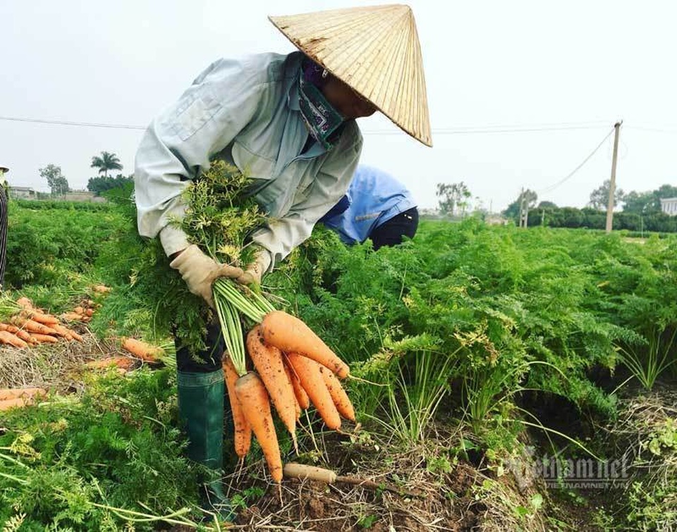 Cánh đồng 100 tỷ đồng rực một màu đỏ hiếm có Việt Nam - 5 Cánh đồng 100 tỷ đồng rực một màu đỏ hiếm có Việt Nam - 5