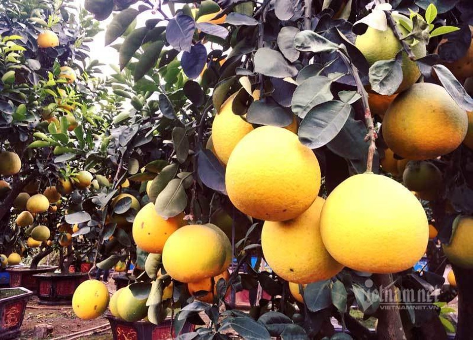 Chăm cây bưởi cổ ra 200 quả, chờ Tết bán bỏ túi 70 triệu đồng - 2 Chăm cây bưởi cổ ra 200 quả, chờ Tết bán bỏ túi 70 triệu đồng - 2