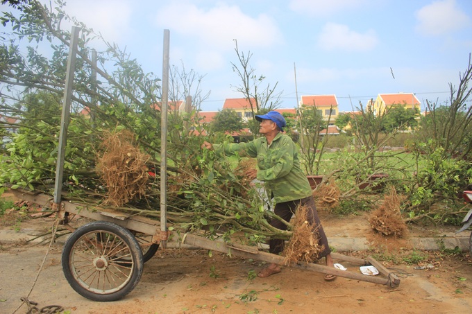 Người trồng quất cảnh Hội An tất bật khởi tạo mùa vụ mới - Ảnh 1.