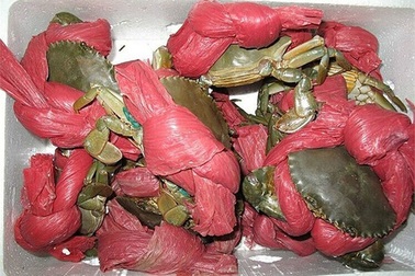 Mua cua giá hời, chàng trai "ngã ngửa" mớ dây buộc dài như áo mưa