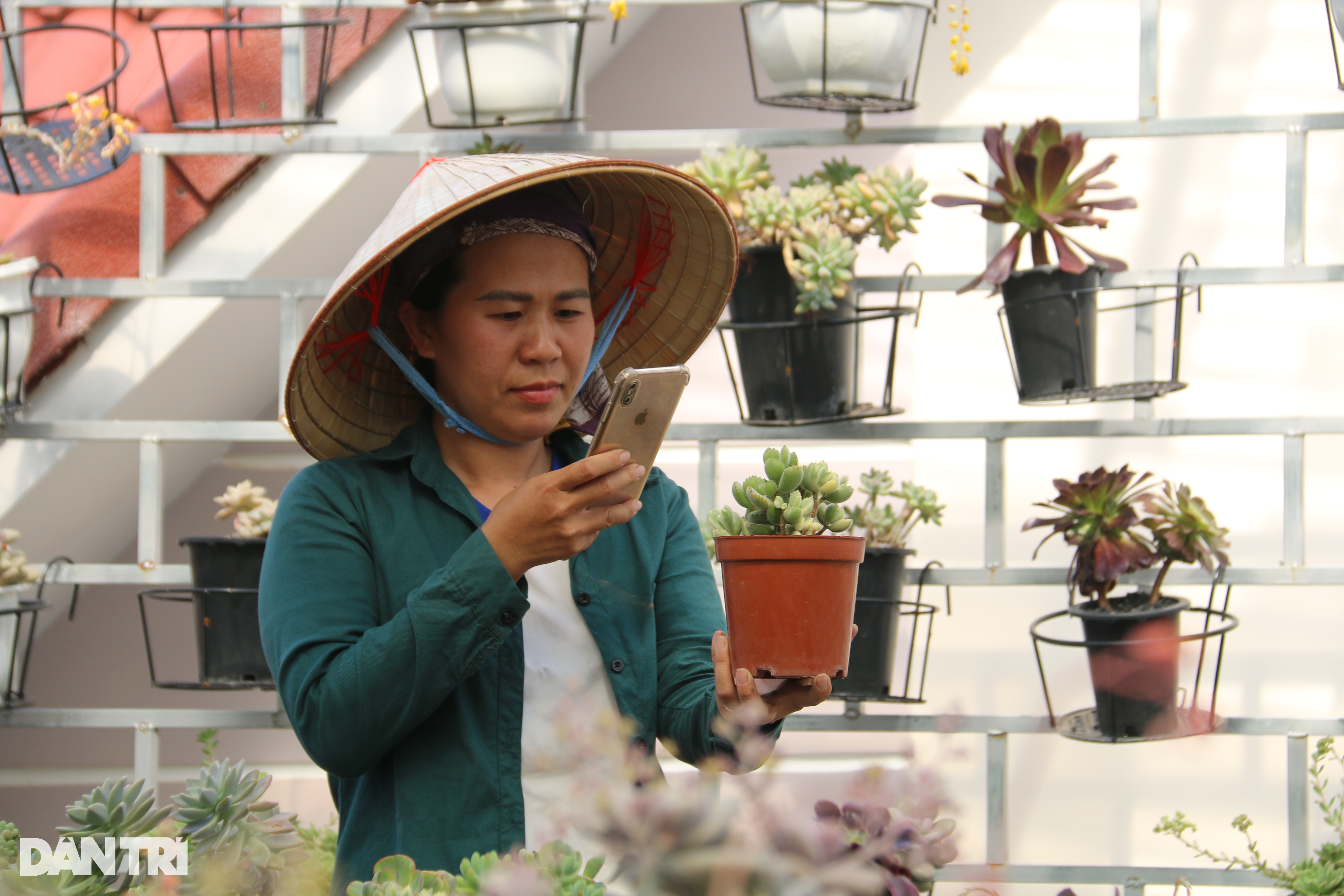 Bỏ phố về quê trồng sen đá, chàng trai Đắk Nông thu trăm triệu mỗi tháng - 3 Bỏ phố về quê trồng sen đá, chàng trai Đắk Nông thu trăm triệu mỗi tháng - 3