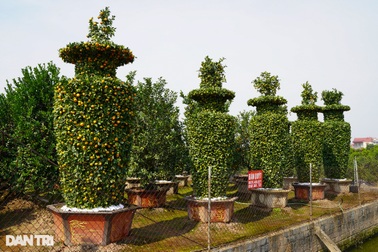 Chiêm ngưỡng những cặp quýt lục bình "khủng" sẵn sàng vào vụ Tết