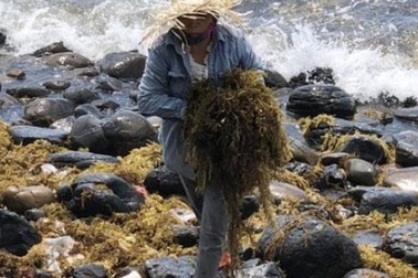 Kiếm tiền triệu mỗi ngày nhờ cắt hái rong mơ biển ở Quảng Ngãi