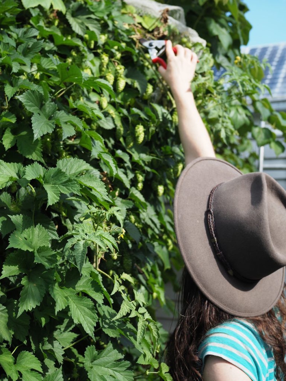 Bí quyết hay của cô gái trẻ sở hữu vườn 30m2 nhưng thu hoạch không xuể - 3