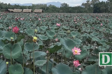 Đầm sen tuyệt đẹp cho thu nhập hàng chục triệu đồng mỗi mùa