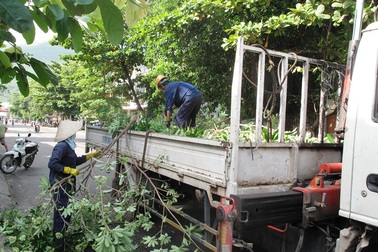 Hạ hàng nghìn cây hoa sữa vì mùi hương quá nồng