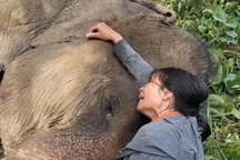 Voi nhà chết, chủ khóc thương đến kiệt sức