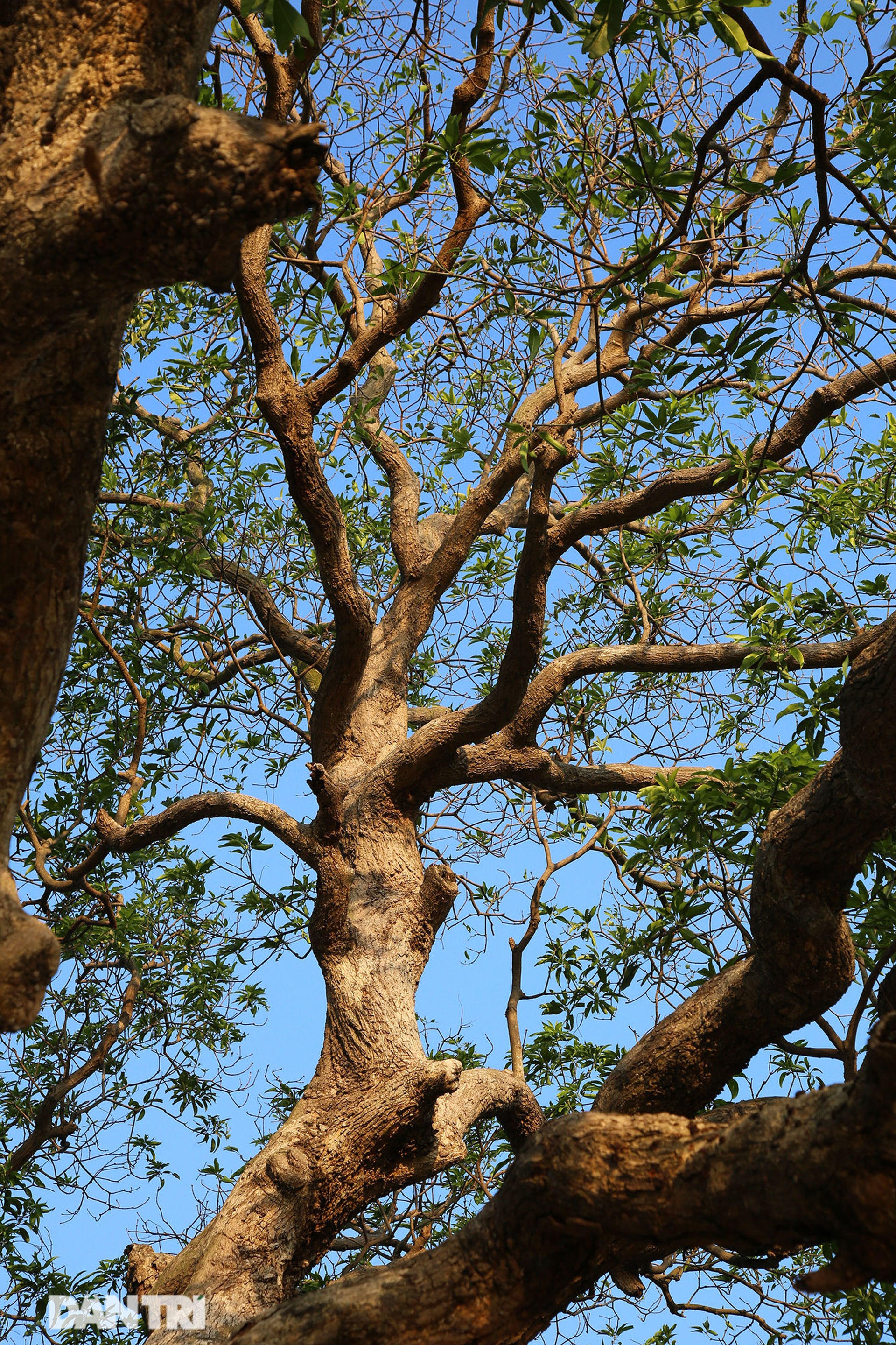 Cây muỗm 600 năm tuổi có nguy cơ chết khô vì bị quây bê tông quanh gốc - 12