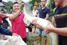 Cá lệch dài 2m chết trôi trên sông, người dân vớt đem bán 5 triệu đồng