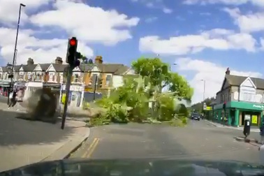 Clip ghi trọn khoảnh khắc cây cổ thụ đổ ập do gió mạnh