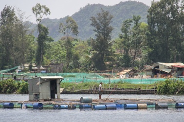 Đà Nẵng: Người dân nuôi cá lồng bè bất chấp lệnh cấm