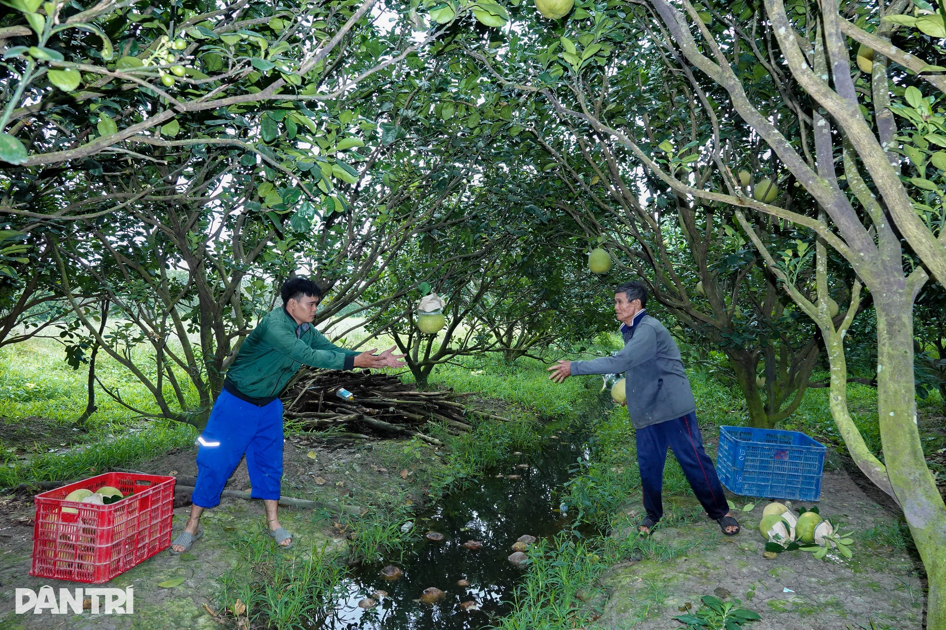 Xoài linh vật rắn, bưởi tài lộc, giá bán cao gấp chục lần vẫn cháy hàng - 10 Xoài linh vật rắn, bưởi tài lộc, giá bán cao gấp chục lần vẫn cháy hàng - 10