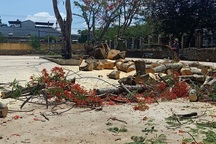 Lẽ nào sân trường vắng bóng cây xanh?