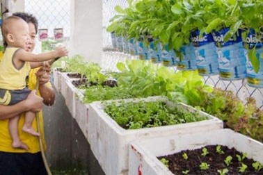 Vườn rau "4 chữ siêu" của bố bỉm sữa 9X
