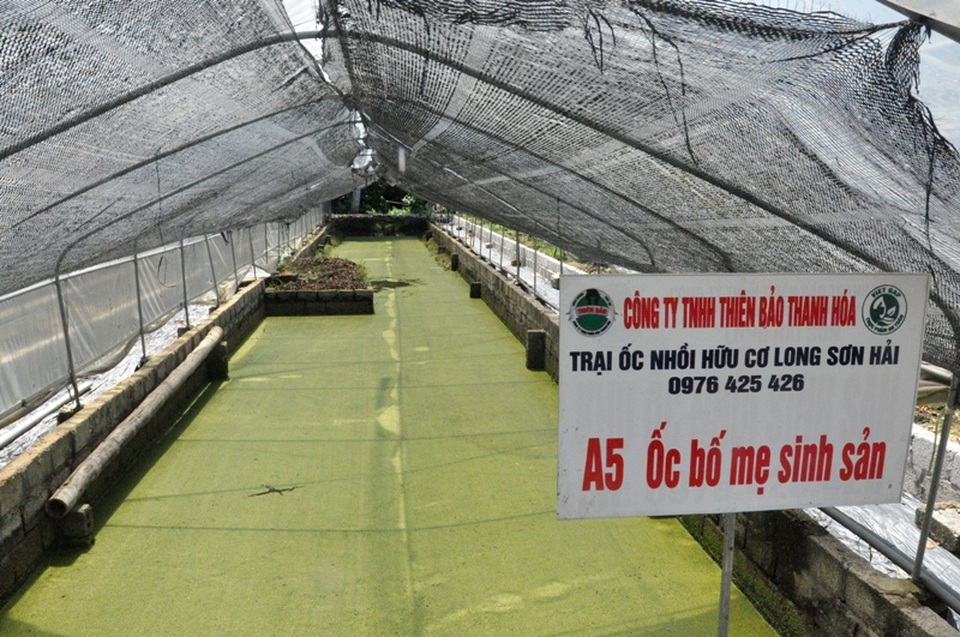 Từ vệ sĩ thành giám đốc công ty nuôi... ốc nhồi - 6 Từ vệ sĩ thành giám đốc công ty nuôi... ốc nhồi - 6