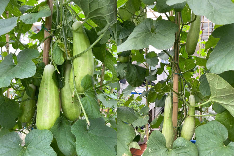 Khu vườn bội thu rau trái trên nóc nhà của gia đình ở Hà Nội - 5 Khu vườn bội thu rau trái trên nóc nhà của gia đình ở Hà Nội - 5