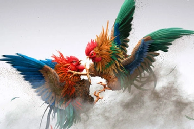 Chơi đá gà ăn tiền ngày tết có phải là đánh bạc trái phép?