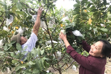 "Nhức mắt” trước vườn ổi hơn trăm triệu đồng/năm của lão nông Hà Tĩnh