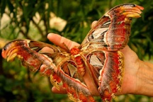 Tìm thấy bướm đêm khổng lồ ở Úc