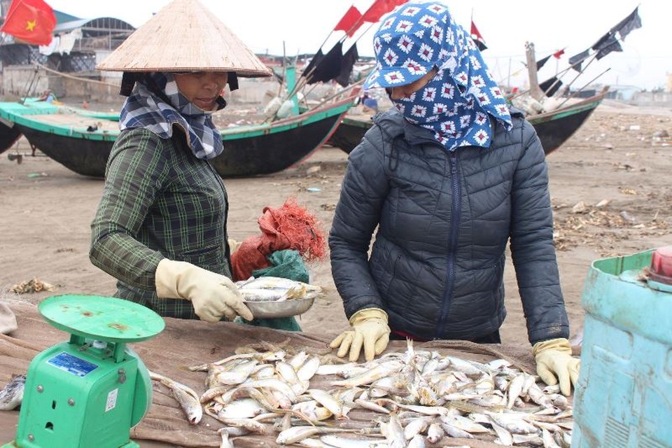 Đầu xuân, ngư dân Nam Định ra khơi nhưng thu nhập giảm - 6 Đầu xuân, ngư dân Nam Định ra khơi nhưng thu nhập giảm - 6
