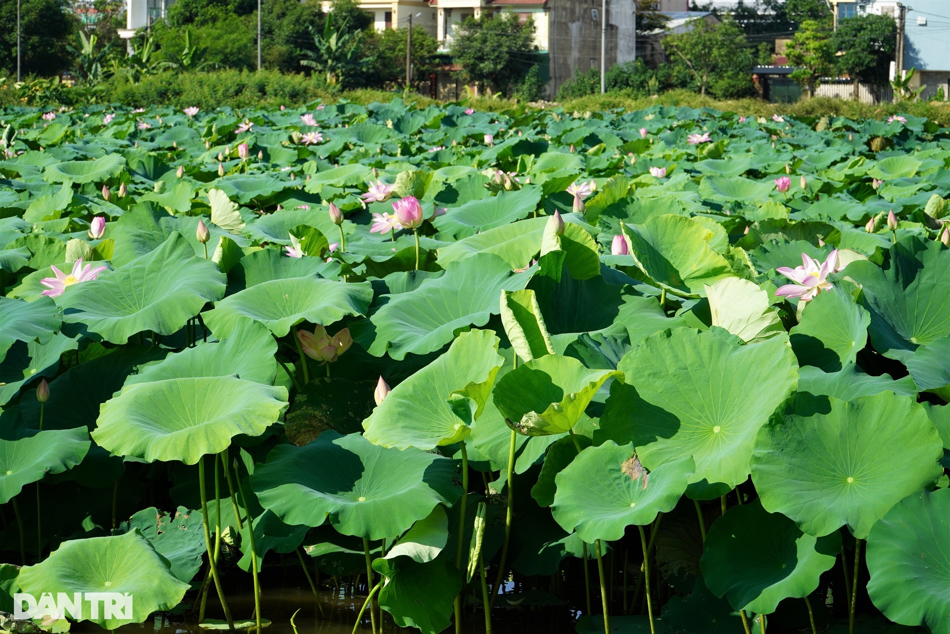 Đặc sản màu trắng sữa, sờ mát lạnh giúp bác nông dân có thu nhập cao - 1