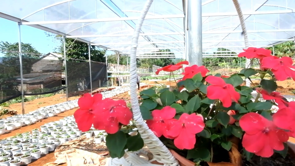 Trồng hơn 8.000 chậu hoa, đôi vợ chồng trẻ kỳ vọng kiếm trăm triệu đồng dịp Tết - 7 Trồng hơn 8.000 chậu hoa, đôi vợ chồng trẻ kỳ vọng kiếm trăm triệu đồng dịp Tết - 7