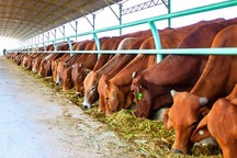 Bị "hớ" gần 1.100 tỉ đồng khi mua cổ phiếu công ty bầu Đức