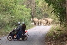 Voi con rơi xuống giếng chết khi tìm thức ăn ở Đồng Nai