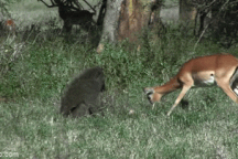 Sốc hình ảnh khỉ đầu chó thản nhiên ăn thịt linh dương con