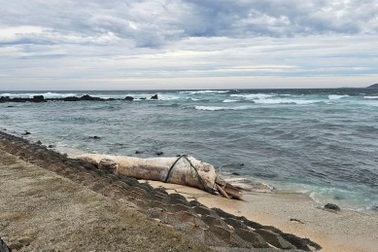 Xác cá voi dài 10m dạt vào bờ biển đặc khu Lý Sơn