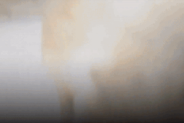 Nơi lợn rừng "xâm chiếm" đường phố khiến chính quyền địa phương đau đầu