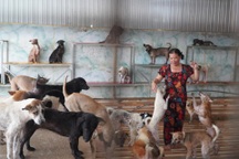 170 chú chó bị bỏ rơi được người phụ nữ ở miền Tây cưu mang như con