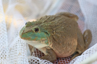 Nuôi con "ngồi chồm hổm", năm làm 6 tháng thu lãi 200 triệu đồng