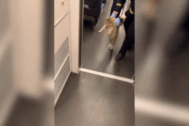 Clip hài hước: Mèo bị bắt quả tang “trốn” vé tàu