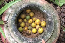 "Tuyệt chiêu" bảo quản chanh tươi suốt 2 tháng không cần tủ lạnh