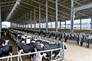 Sữa sạch - Hiểu thế nào cho đúng?