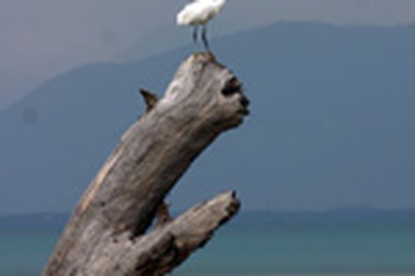 Sức quyến rũ của Vân Phong