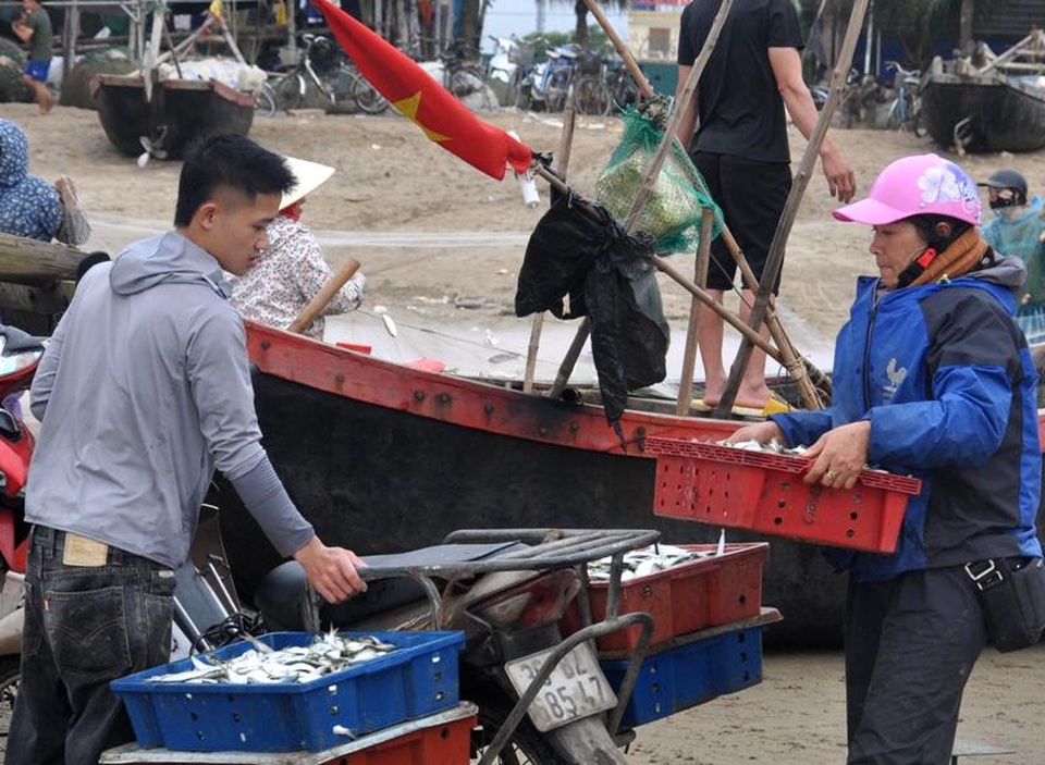 Thanh Hoá: “Hốt bạc” mùa cá trích ở Sầm Sơn - 11 Thanh Hoá: “Hốt bạc” mùa cá trích ở Sầm Sơn - 11