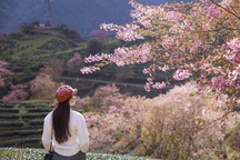 Du khách thích thú "săn" ảnh mùa mai anh đào mỗi năm chỉ nở một lần ở Sa Pa