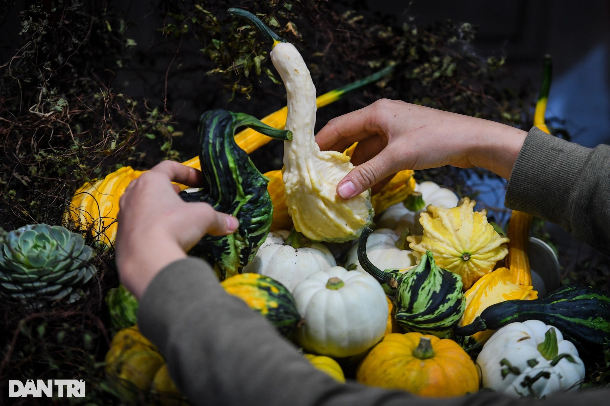 Người Hà Nội chi hàng chục triệu đồng sắm bí ngô khổng lồ chơi Halloween - 9 Người Hà Nội chi hàng chục triệu đồng sắm bí ngô khổng lồ chơi Halloween - 9