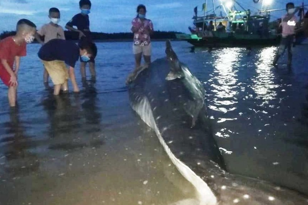 Xác cá lạ dài 4 m, nặng hơn một tấn dạt vào lạch biển - 1
