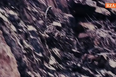 Cuộc săn đuổi khó tin giữa báo tuyết và dê núi ở dãy Himalaya