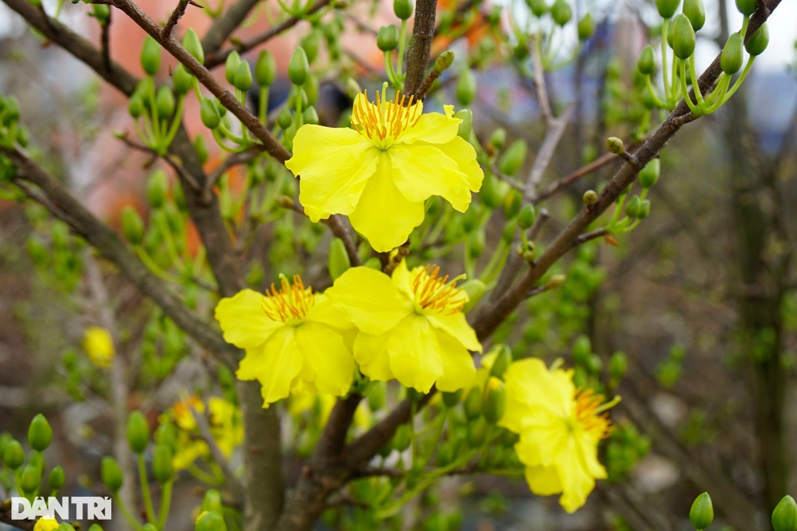 Vắng thương lái, người trồng mai ở thủ phủ lớn nhất miền Trung lo mất Tết - 2 Vắng thương lái, người trồng mai ở thủ phủ lớn nhất miền Trung lo mất Tết - 2