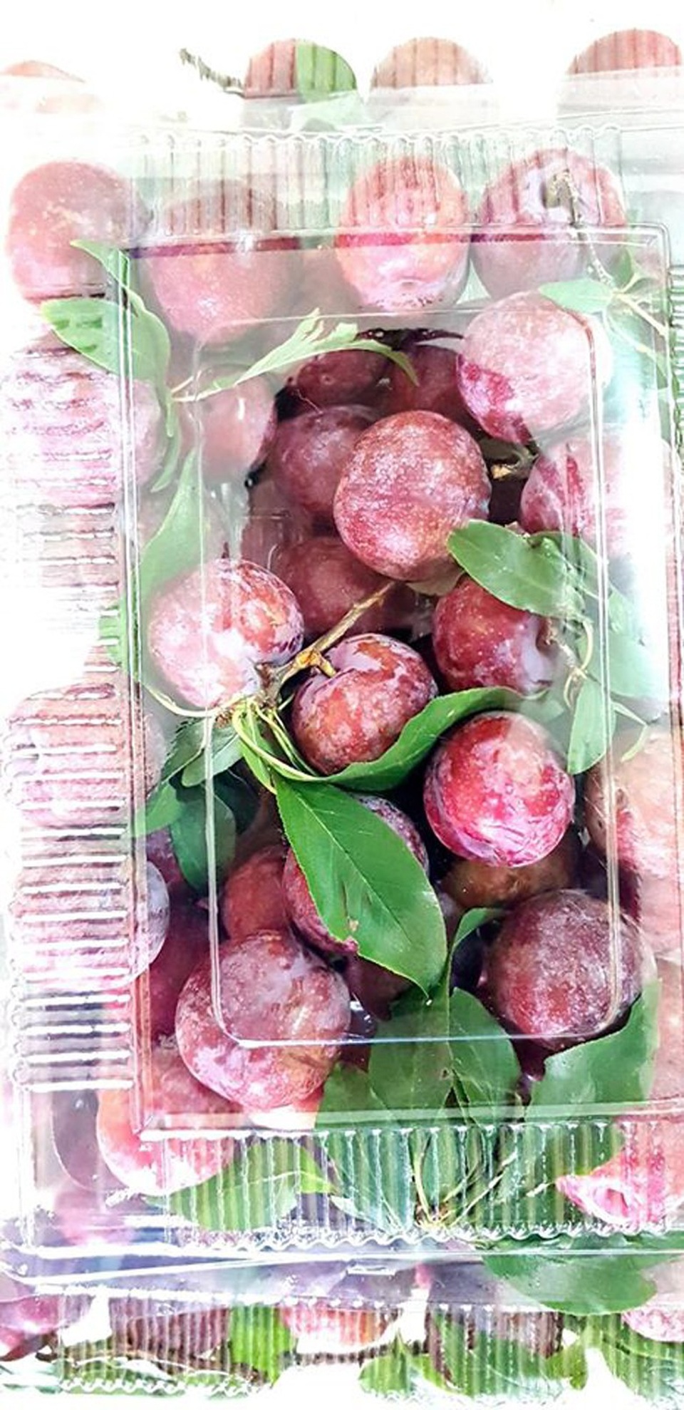 Mận đồi Pu Nhi ngọt như cherry, giá đắt ngang nho Mỹ vẫn “cháy” hàng - 11 Mận đồi Pu Nhi ngọt như cherry, giá đắt ngang nho Mỹ vẫn “cháy” hàng - 11